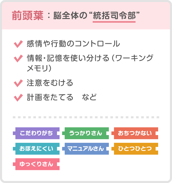 前頭葉：脳全体の“統括司令部”