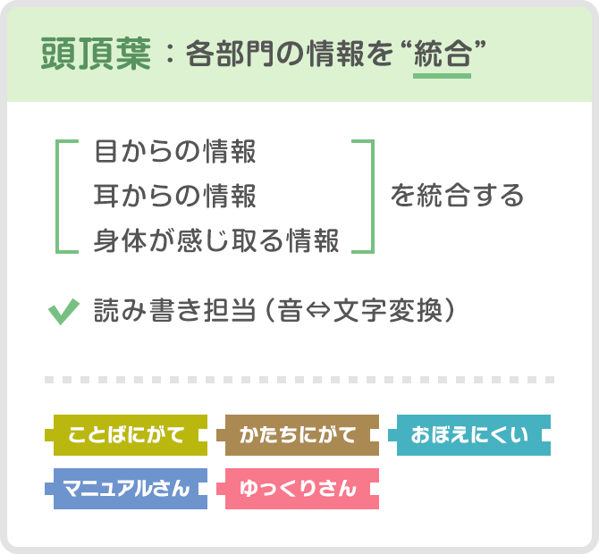 頭頂葉：各部門の情報を“統合”