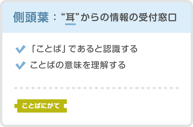 側頭葉：“耳”からの情報の受付窓口