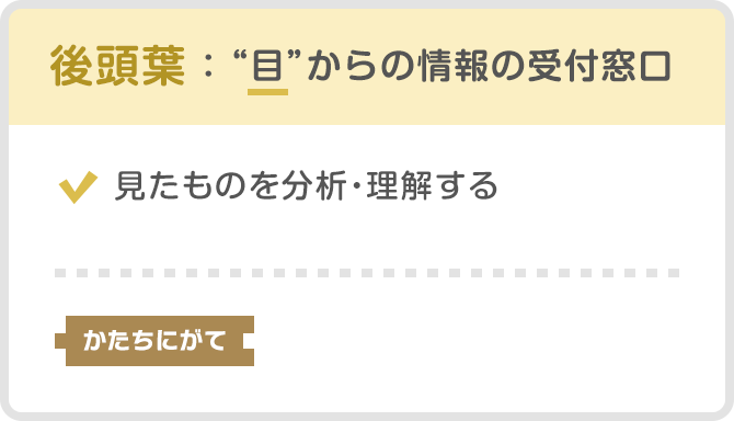 後頭葉：“目”からの情報の受付窓口