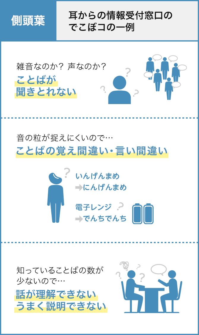 側頭葉：耳からの情報受付窓口のでこぼコの一例