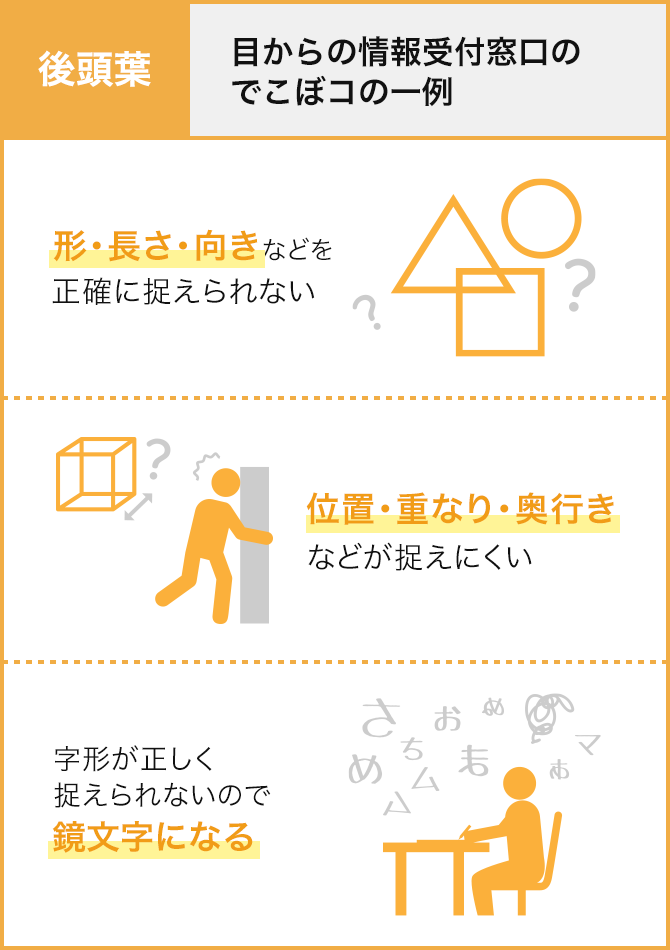 後頭葉：目からの情報受付窓口のでこぼコの一例